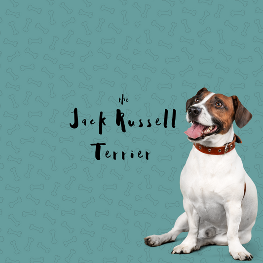 Jack Russell