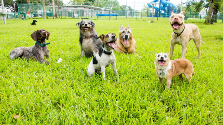 collection of dogs at a dog park