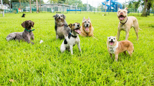 collection of dogs at a dog park