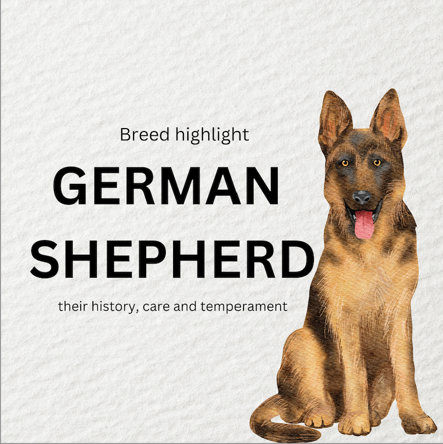 Breed highlight: German Shepherd