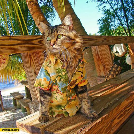 A furry white black brown cat with a yellow Hawaiian shirt on on a wooden table