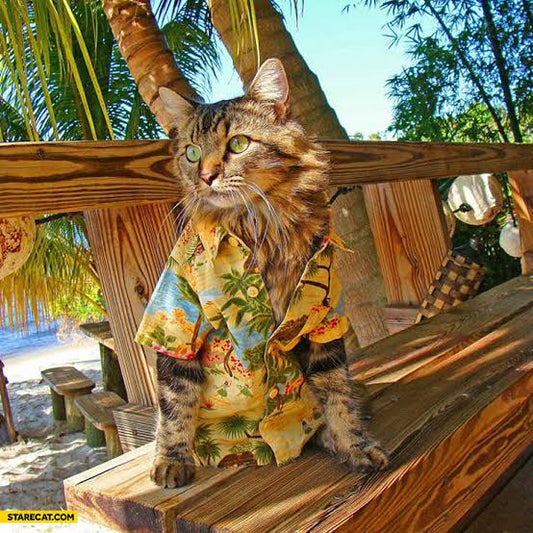 A furry white black brown cat with a yellow Hawaiian shirt on on a wooden table