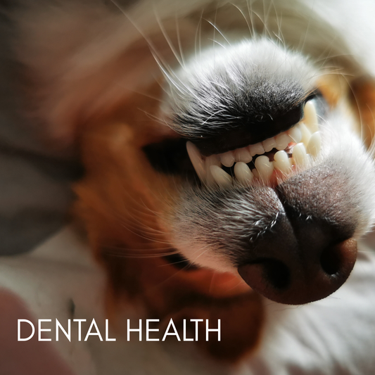 Teeth, Jaws and Gums: Dental Health