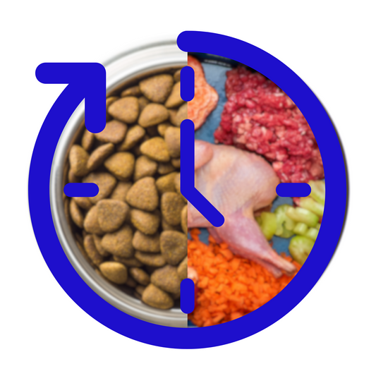 How to Transition your Pet to Raw Food