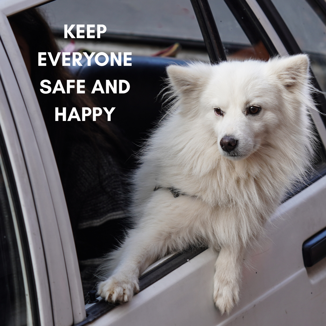 Cruising With Your Canine