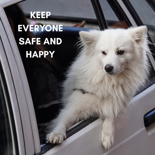 Cruising With Your Canine