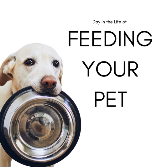 A Day in the Life of Feeding your Pet