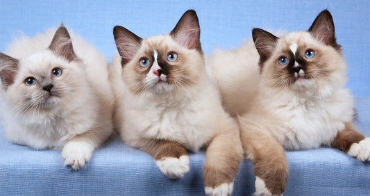 Breed Feature: Ragdoll