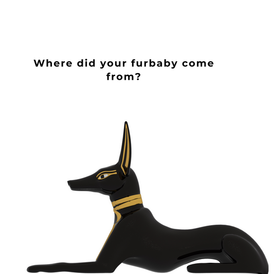 The evolution of dogs