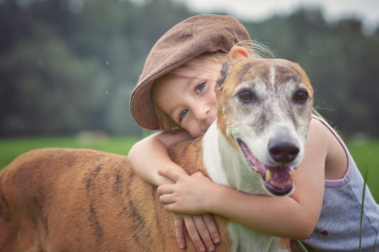 Breed Highlight: Greyhound