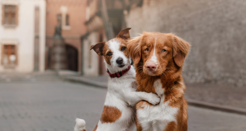 A jack russel dog, white and light brown, and a brown and white border collie, hugging.