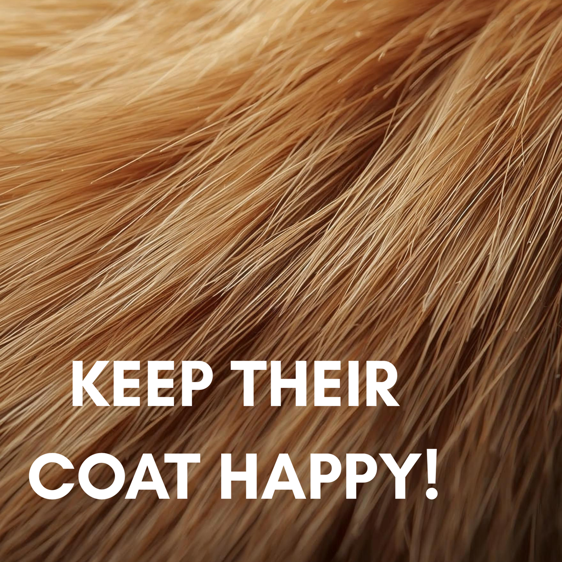 Hair health for cats and dogs