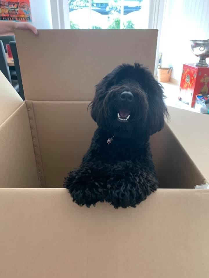 Charlie, a brown/black curly haired labradoodle is standing on her hind legs in a cardboard box, with her tongue out