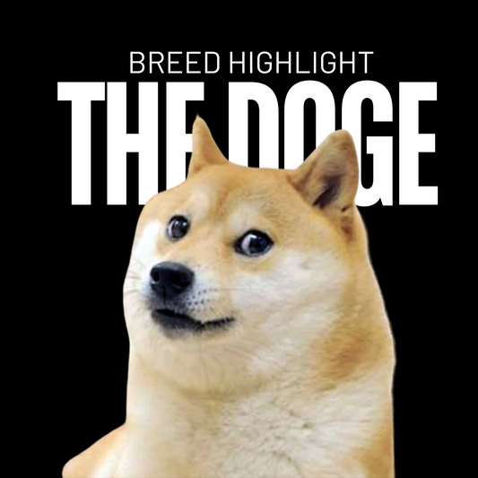 Breed Highlight: The Doge