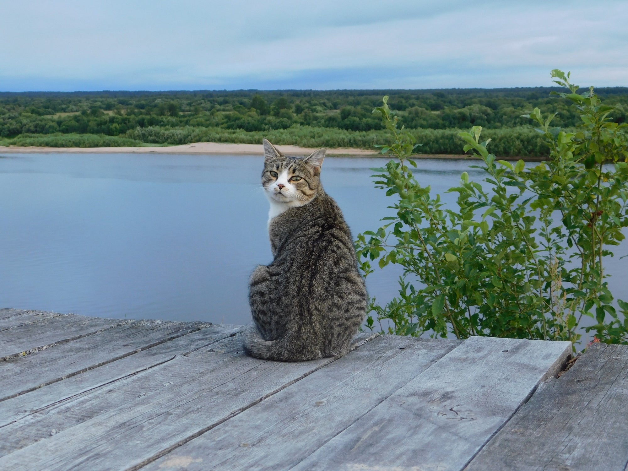 cat on a pier