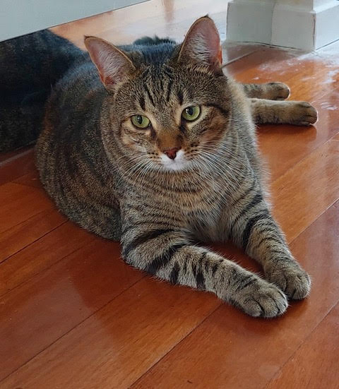 domestic shorthair cat, with brown, orange and black fur in a brindle pattern