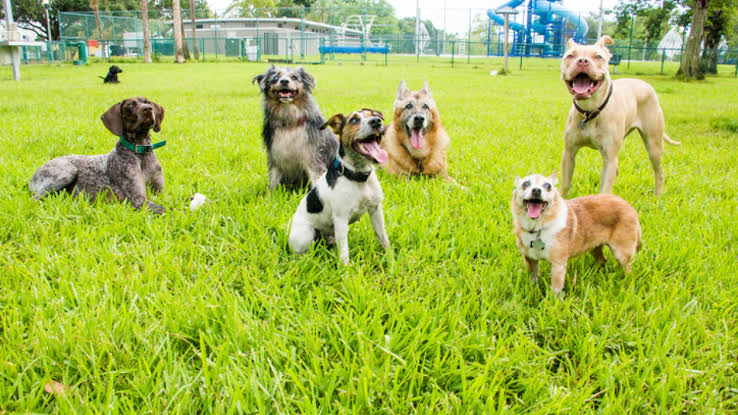 collection of dogs at a dog park 