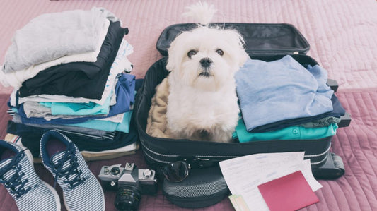 A white small maltese dog sitting in a suitcase with clothes and shoes