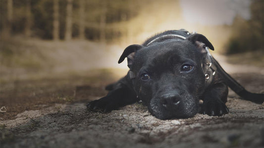 Breed highlight: Staffordshire Bull Terrier