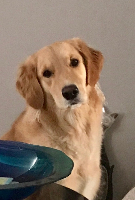 A golden retriever with her head slightly tilted like listening