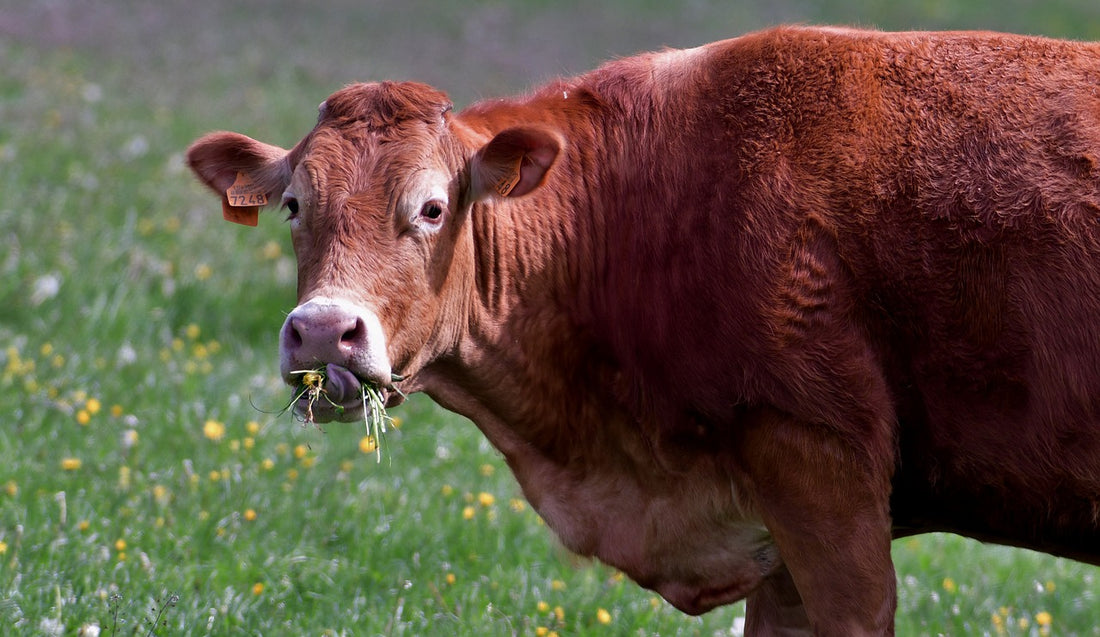 a brown cow in a green grassy field with a mouthful of gr