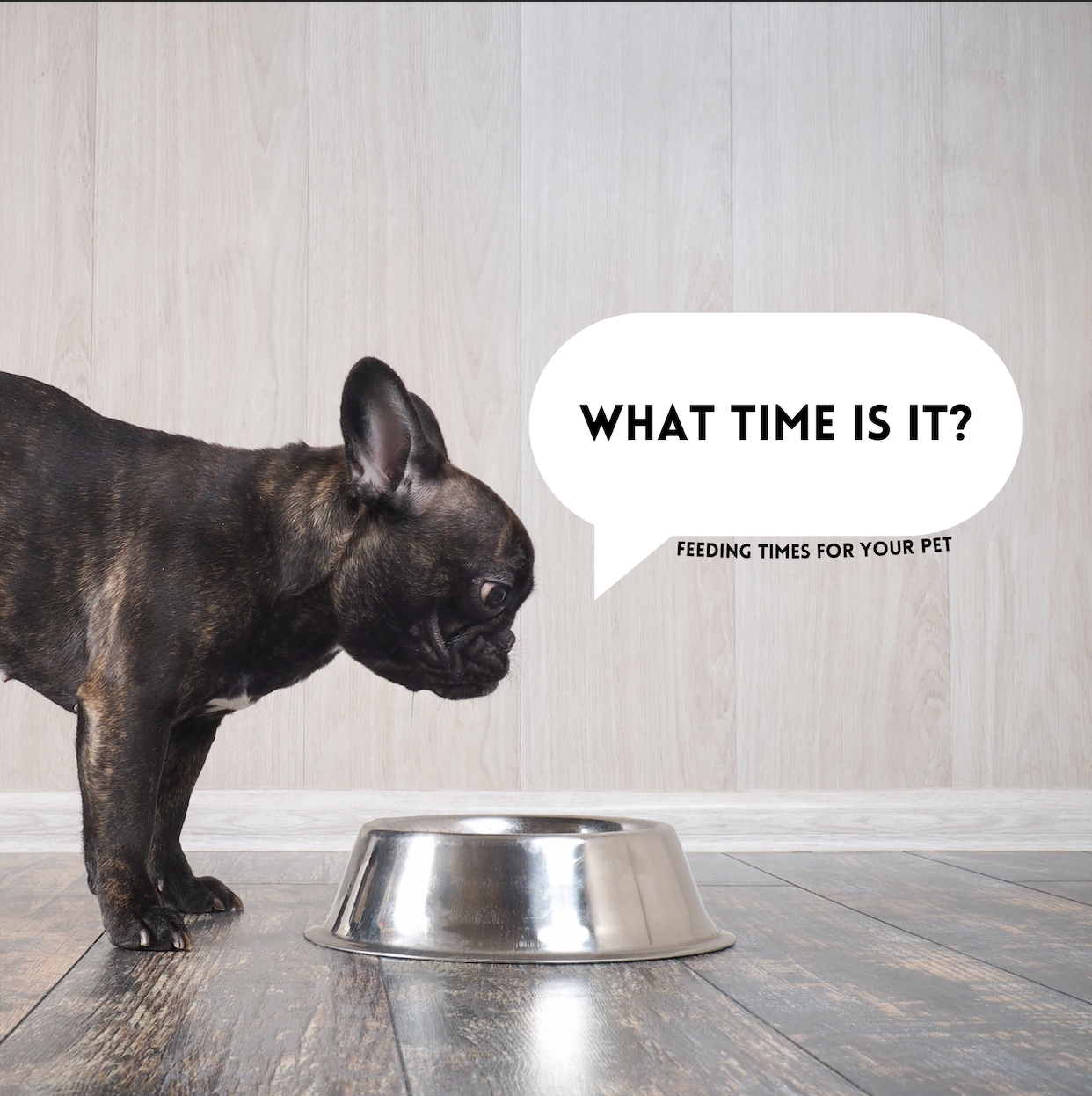 a french bull dog looking at an empty bowl with the text "what time i
