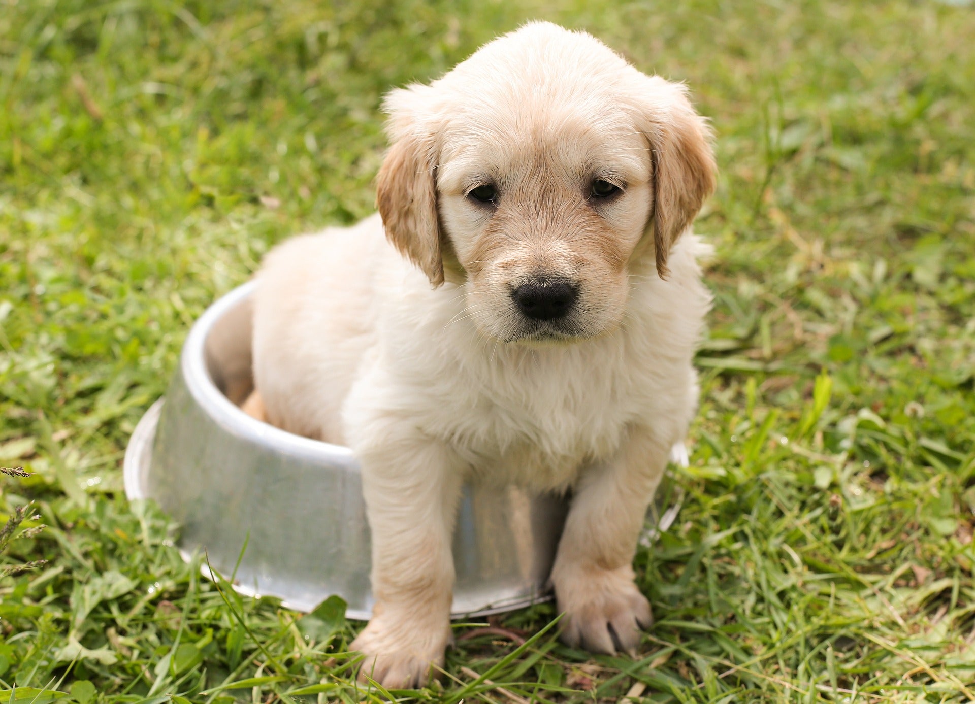 a golden retriever puppy sitting in a stainless steel water bowl