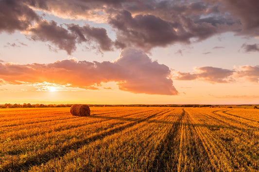 Agribusiness vs Organic Meat