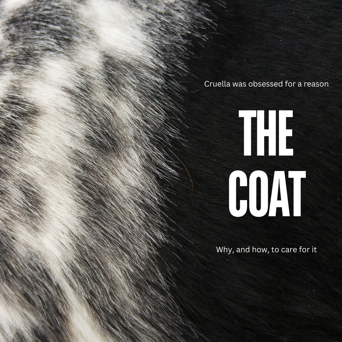 Honour What They Have: The Coat