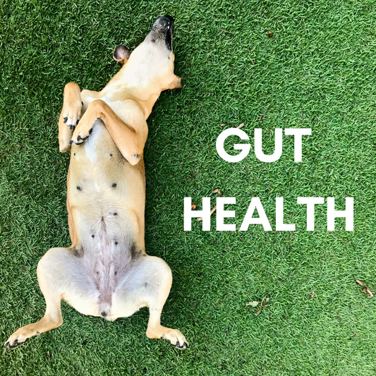 Your Pet's Gut Health