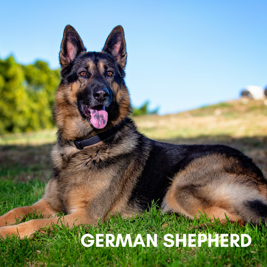 Breed Highlight: German Shepherd