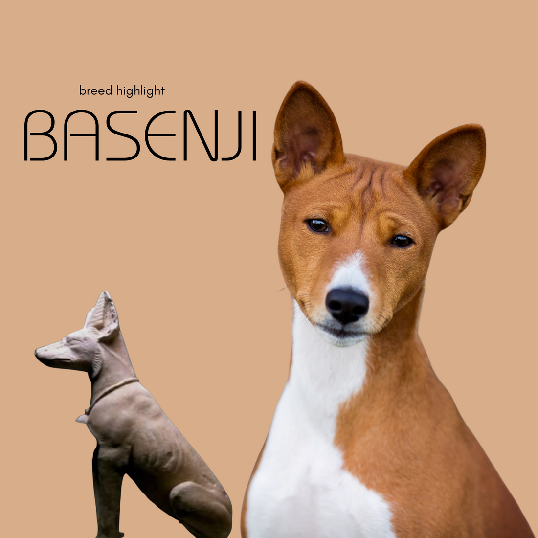 Breed Highlight: Basenji