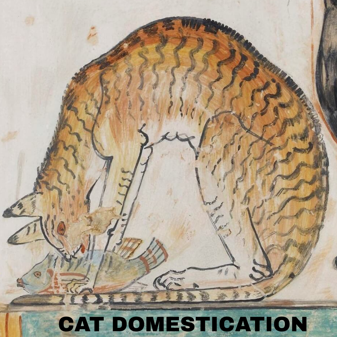 The Story of the Feline