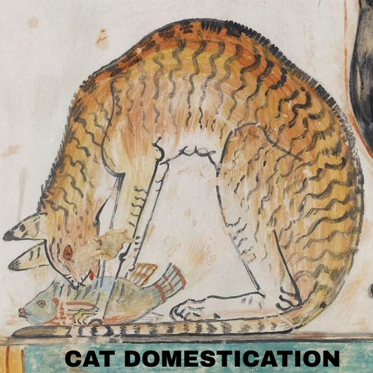 The Story of the Feline