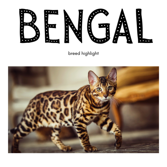 Breed highlight: Bengal Cats