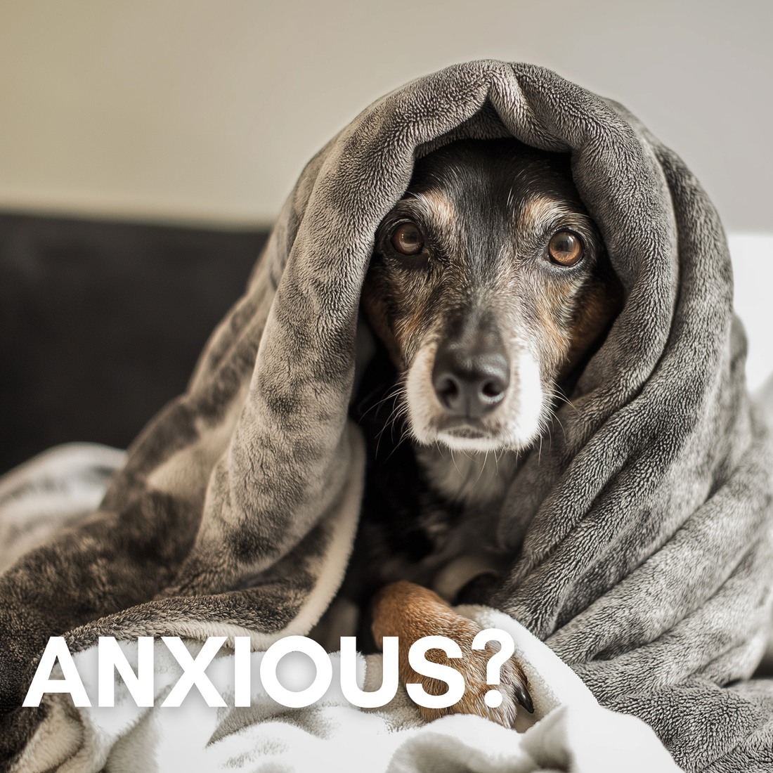 Storm Anxiety Safety