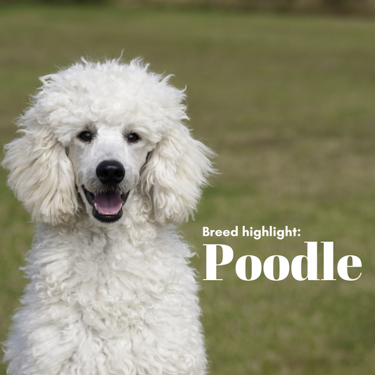 Breed Highlight: The Poodle