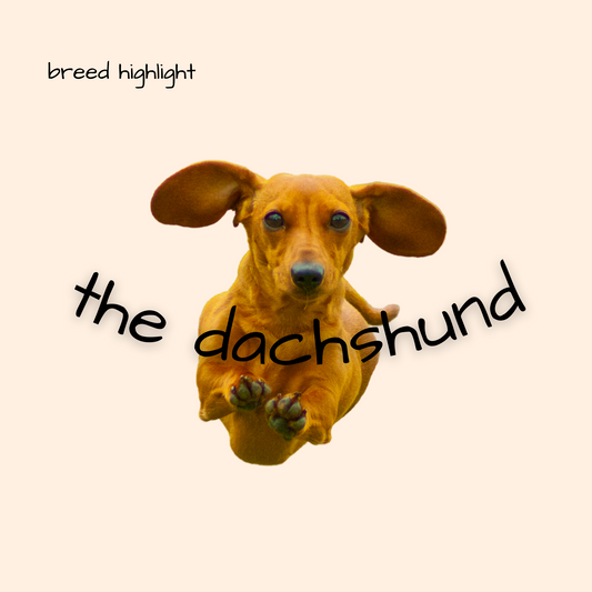 Breed Highlight: The Daschund