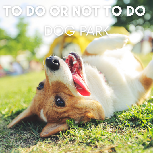Pet infrastructure: the dog park