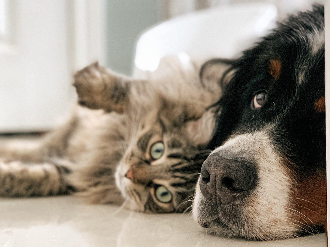 Dog and cat 