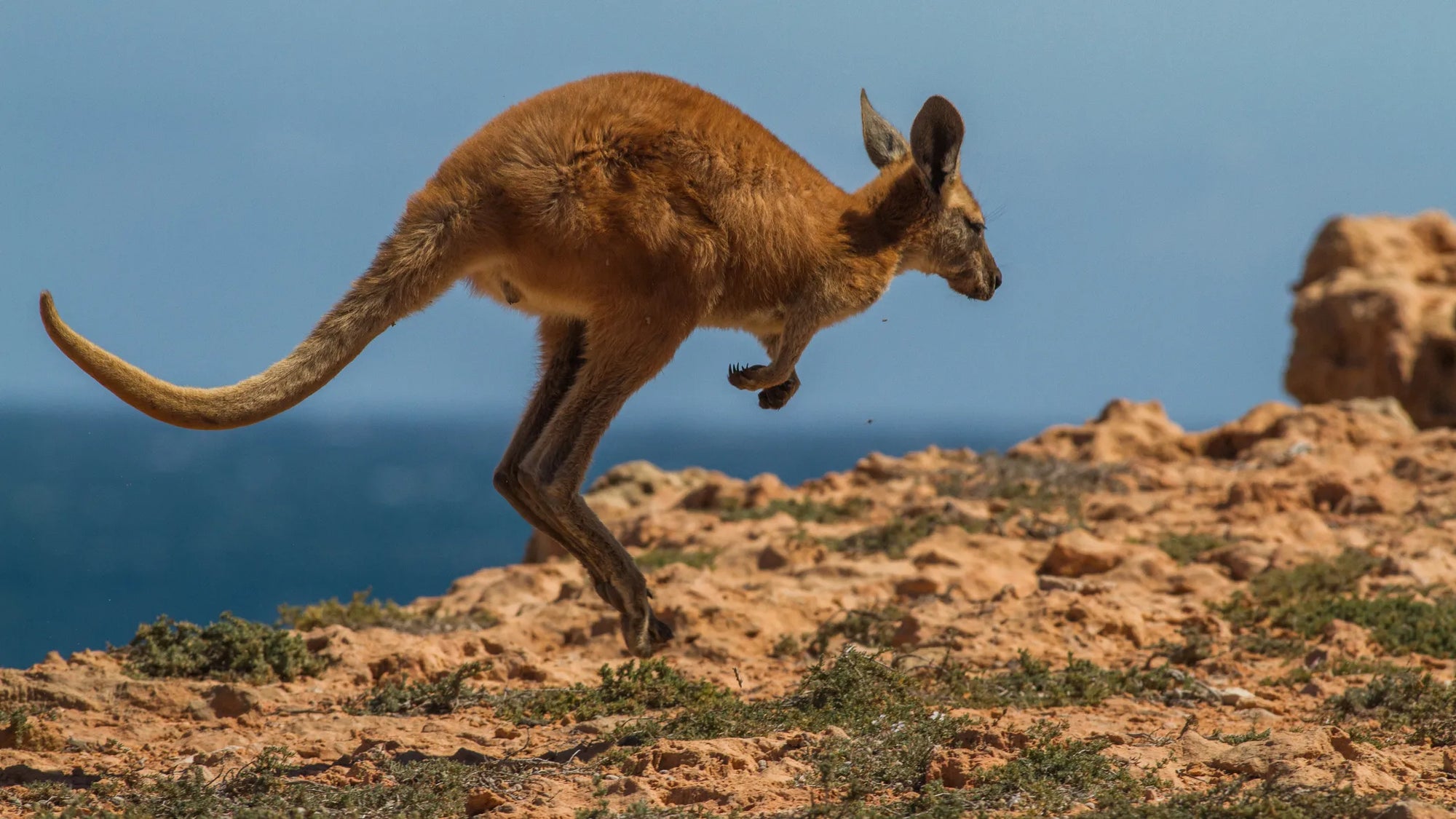 Australia's favourite hopper