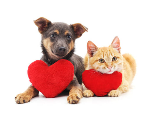 a brown and tan dog and a ginger cat with red lush hearts