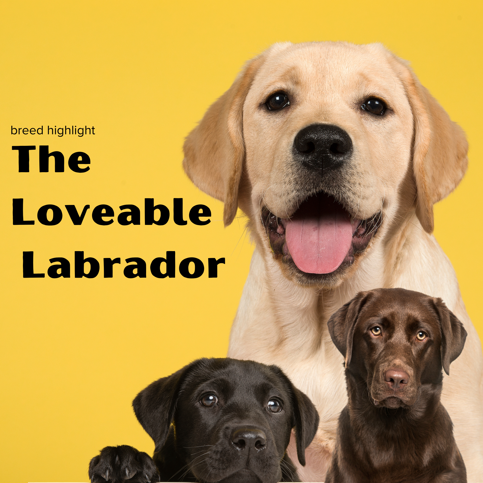 Breed Highlight: Labrador Retriever