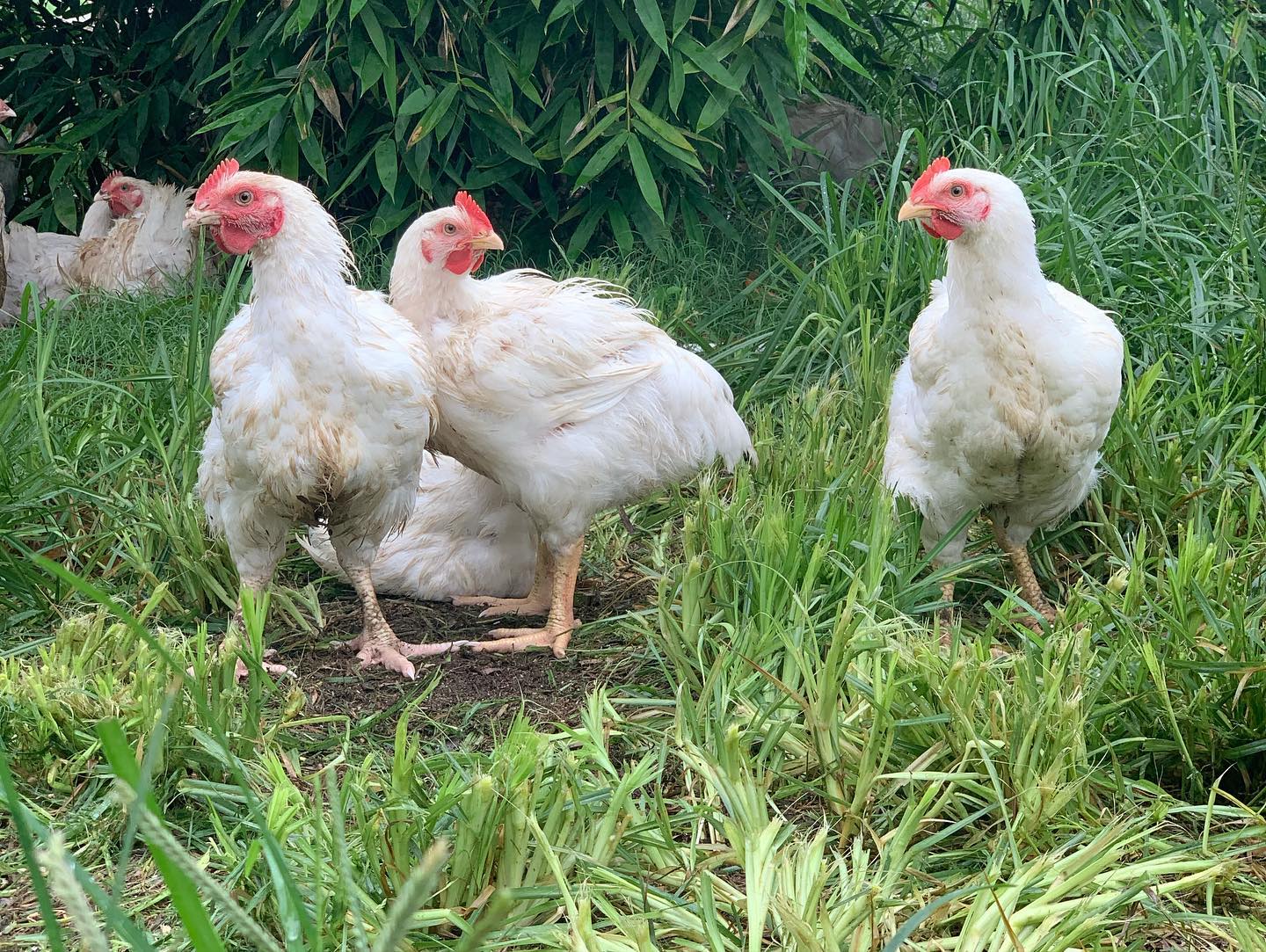 three white chickens on some lush green grass, from Bendele's facebook