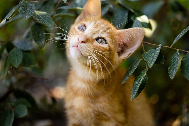 A ginger cat in a bush