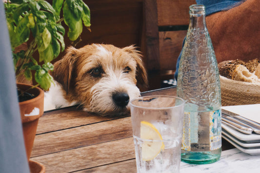 A dog that looks a bit like a jack russel with a beard laying his chin on a wooden table, looking for food