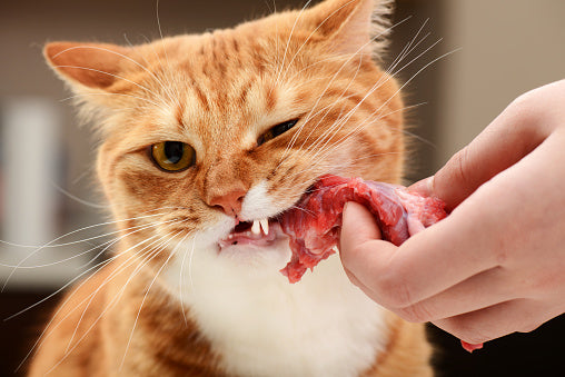 a ginger cat eating raw meat from a human 