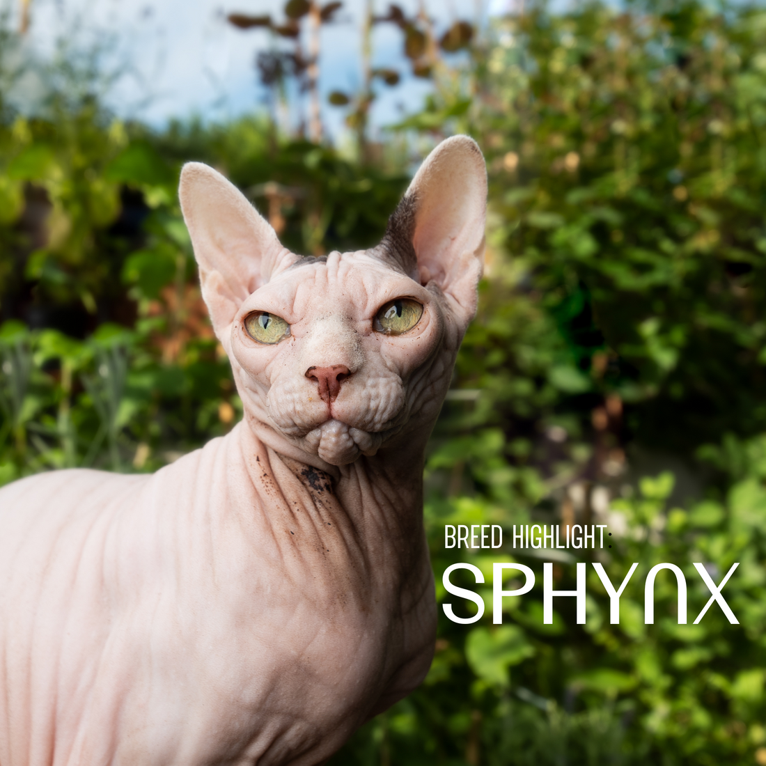 Breed highlight: Sphynx