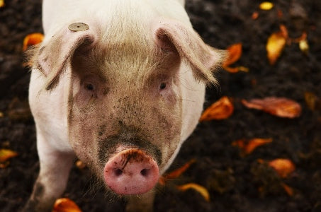 pink pig in mud with food scraps