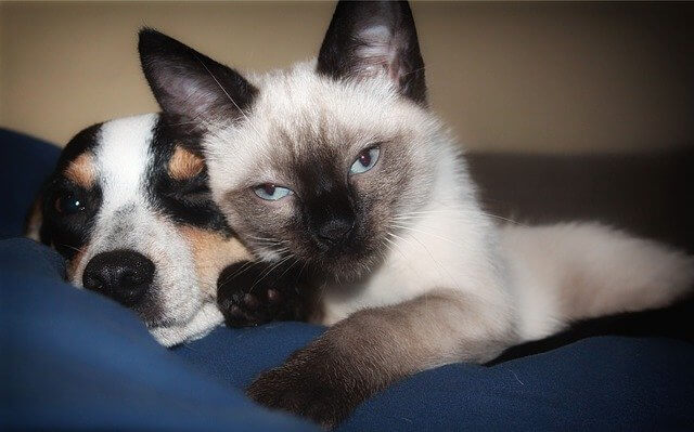 a dog and cat laying together